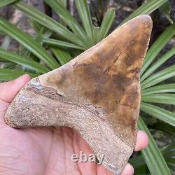 TOP Natural 5.5 Fossil Megalodon Shark Tooth Indonesia Megalodon Tooth