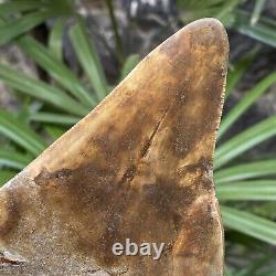 TOP Natural 5.5 Fossil Megalodon Shark Tooth Indonesia Megalodon Tooth