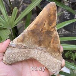 TOP Natural 5.5 Fossil Megalodon Shark Tooth Indonesia Megalodon Tooth