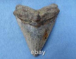 TOP QUALITY & RARE SIZE 5.32 Sharktooth Hill Megalodon Shark Tooth Teeth