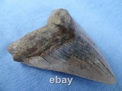 TOP QUALITY & RARE SIZE 5.32 Sharktooth Hill Megalodon Shark Tooth Teeth