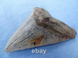 TOP QUALITY & RARE SIZE 5.32 Sharktooth Hill Megalodon Shark Tooth Teeth