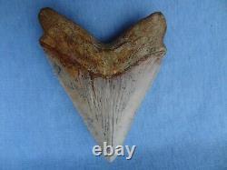 TOP QUALITY & RARE SIZE 5.32 Sharktooth Hill Megalodon Shark Tooth Teeth