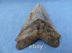 TOP QUALITY & RARE SIZE 5.32 Sharktooth Hill Megalodon Shark Tooth Teeth