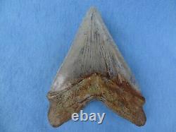 TOP QUALITY & RARE SIZE 5.32 Sharktooth Hill Megalodon Shark Tooth Teeth