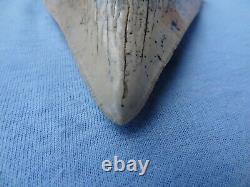 TOP QUALITY & RARE SIZE 5.32 Sharktooth Hill Megalodon Shark Tooth Teeth