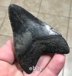 TRULY AWESOME BITTEN & DIGESTED 3.73 x 2.65 Megalodon Shark Tooth Fossil