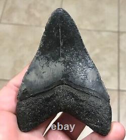 TRULY AWESOME BITTEN & DIGESTED 3.73 x 2.65 Megalodon Shark Tooth Fossil
