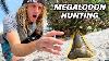 The Best Megalodon Hunt Ever How To Find Shark Teeth