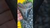 The Megalodon Shark Lost Thousands Of Teeth