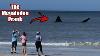 The Megalodon Shark Prank In Florida Fishing For Tourists