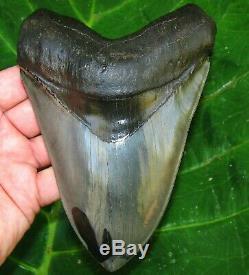 The World's Best 6 Georgia Megalodon Fossil Shark Tooth