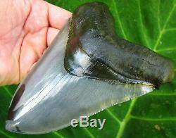 The World's Best 6 Georgia Megalodon Fossil Shark Tooth