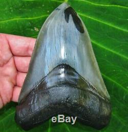 The World's Best 6 Georgia Megalodon Fossil Shark Tooth