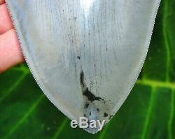 The World's Best 6 Georgia Megalodon Fossil Shark Tooth