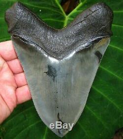 The World's Best 6 Georgia Megalodon Fossil Shark Tooth