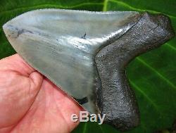 The World's Best 6 Georgia Megalodon Fossil Shark Tooth