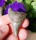 Thick 2.25 Parotodus Benedeni Shark Tooth Fossil Megalodon Epoch