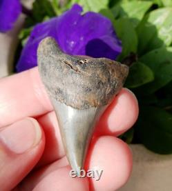 Thick 2.25 Parotodus Benedeni Shark Tooth Fossil Megalodon epoch