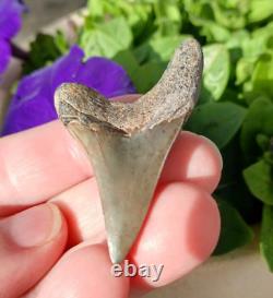 Thick 2.25 Parotodus Benedeni Shark Tooth Fossil Megalodon epoch