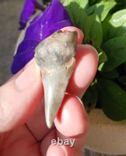 Thick 2.25 Parotodus Benedeni Shark Tooth Fossil Megalodon epoch