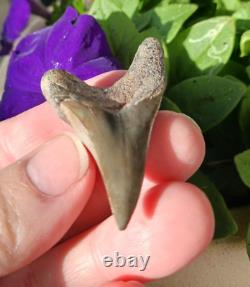 Thick 2.25 Parotodus Benedeni Shark Tooth Fossil Megalodon epoch