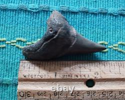 Thick 2.25 Parotodus Benedeni Shark Tooth Fossil Megalodon epoch