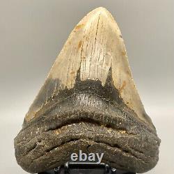 Thick/Wide/Heavy/MASSIVE Complete 6.19 Fossil MEGALODON Shark Tooth