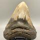 Thick/wide/heavy/massive Complete 6.19 Fossil Megalodon Shark Tooth