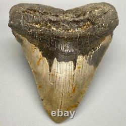 Thick/Wide/Heavy/MASSIVE Complete 6.19 Fossil MEGALODON Shark Tooth