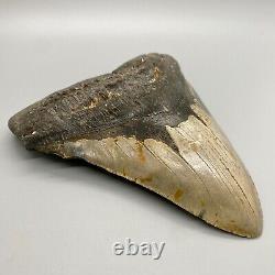 Thick/Wide/Heavy/MASSIVE Complete 6.19 Fossil MEGALODON Shark Tooth