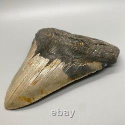 Thick/Wide/Heavy/MASSIVE Complete 6.19 Fossil MEGALODON Shark Tooth