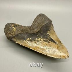 Thick/Wide/Heavy/MASSIVE Complete 6.19 Fossil MEGALODON Shark Tooth