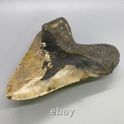 Thick/Wide/Heavy/MASSIVE Complete 6.19 Fossil MEGALODON Shark Tooth