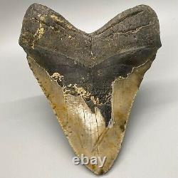 Thick/Wide/Heavy/MASSIVE Complete 6.19 Fossil MEGALODON Shark Tooth