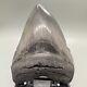 Thick And Large Nice Quality Sharply Serrated 5.23 Fossil Megalodon Tooth Usa