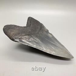 Thick and Large Nice Quality Sharply Serrated 5.23 Fossil MEGALODON Tooth USA