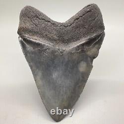 Thick and Large Nice Quality Sharply Serrated 5.23 Fossil MEGALODON Tooth USA