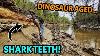 This Alabama Riverbank Is Loaded With Shark Teeth From The Age Of The Dinosaurs