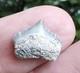 Tiny Gem Posterior Gem Lee Creek Chubutensis Shark Tooth Fossil Not Megalodon