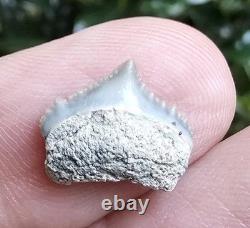 Tiny Gem Posterior Gem Lee Creek Chubutensis Shark Tooth Fossil Not Megalodon