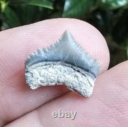 Tiny Gem Posterior Gem Lee Creek Chubutensis Shark Tooth Fossil Not Megalodon