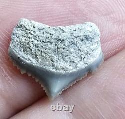 Tiny Gem Posterior Gem Lee Creek Chubutensis Shark Tooth Fossil Not Megalodon