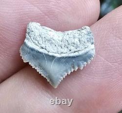 Tiny Gem Posterior Gem Lee Creek Chubutensis Shark Tooth Fossil Not Megalodon