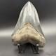 Top 1% Quality Megalodon Shark Tooth South Carolina 4.73 Serrated Killer