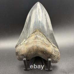 Top 1% Quality Megalodon Shark Tooth South Carolina 4.73 Serrated Killer