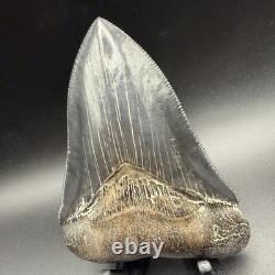 Top 1% Quality Megalodon Shark Tooth South Carolina 4.73 Serrated Killer