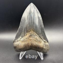 Top 1% Quality Megalodon Shark Tooth South Carolina 4.73 Serrated Killer