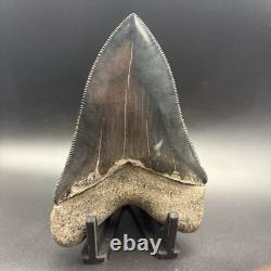 Top 1% Quality Megalodon Shark Tooth South Carolina 4.73 Serrated Killer