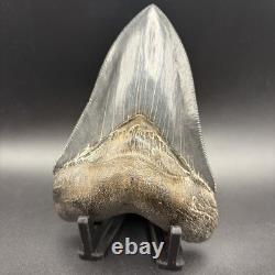 Top 1% Quality Megalodon Shark Tooth South Carolina 4.73 Serrated Killer